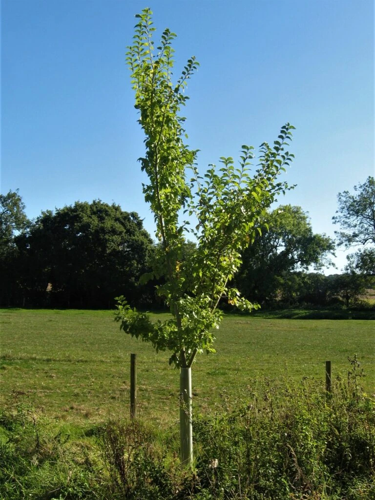 Ulmus X ‘Wingham’ 3 Ulmus X ‘Wingham’