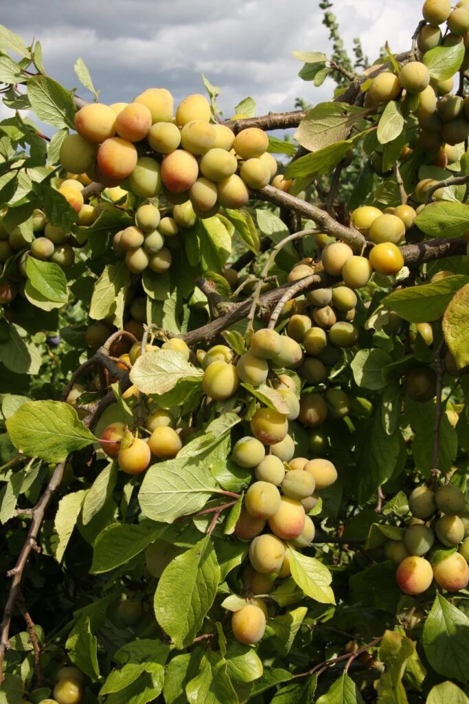 Warwickshire Drooper 3 Warwickshire Drooper