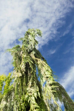 Xanthocyparis Nootkatensis ‘Pendula’